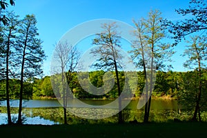 Forest Lake in Early Spring