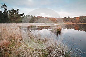 Forest lake during frosty morning