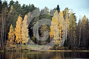 Forest lake with golden birch trees