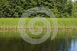 Forest lake grass side