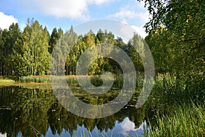 Forest lake grass thickets trees birch grove water mirror reflects the sky