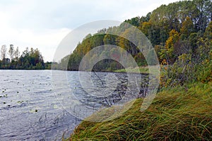 Forest lake with grassy shores in autumn