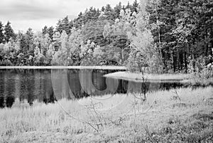 forest lake in hot summer day. infrared image