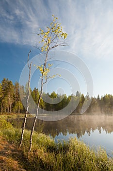 Forest lake landscape summer sunrise