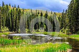 A forest with a lake in the middle