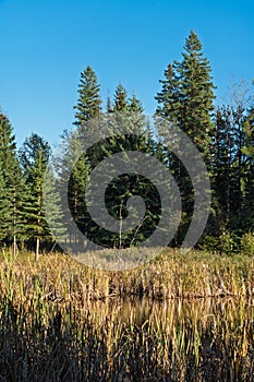 Forest with a lake in the middle