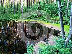 Forest lake with a mirror surface