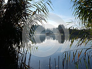 forest lake near zeewolde in dutch province of flevoland in the fall