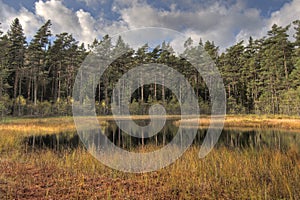 Forest lake with pines in HDR