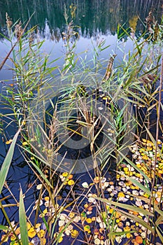 Forest lake reflection in autumn