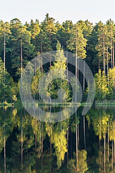 Forest lake with reflection of green trees in water. Beautiful summer in woods. Pure nature beauty