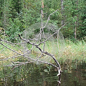 Forest lake. Sawyer. Kell. Russia. Karelia
