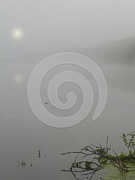 A forest lake with snags on the shore on a foggy morning