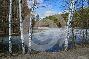 Forest lake in the spring on a Sunny day