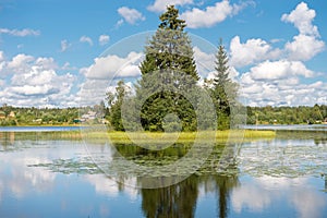 Forest Lake with a spruce on the island