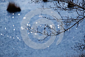 forest lake surrounded by tree trunks and branches with no leaves