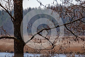 forest lake surrounded by tree trunks and branches with no leaves