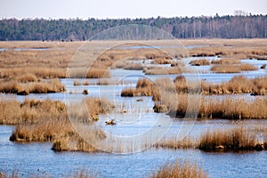 forest lake surrounded by tree trunks and branches with no leaves