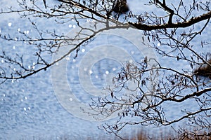 forest lake surrounded by tree trunks and branches with no leaves