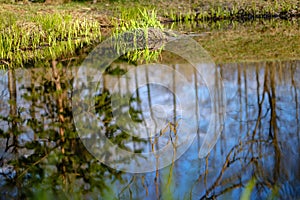 forest lake surrounded by tree trunks and branches with no leaves