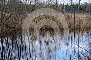 forest lake surrounded by tree trunks and branches with no leaves