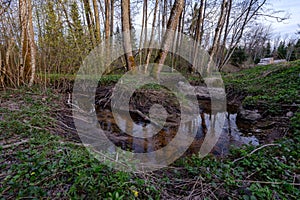 forest lake surrounded by tree trunks and branches with no leaves