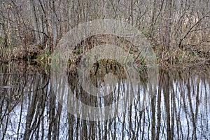 forest lake surrounded by tree trunks and branches with no leaves