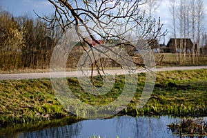 forest lake surrounded by tree trunks and branches with no leaves