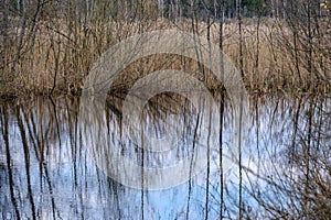 forest lake surrounded by tree trunks and branches with no leaves