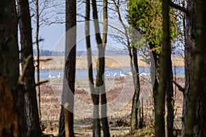 forest lake surrounded by tree trunks and branches with no leaves