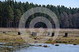 forest lake surrounded by tree trunks and branches with no leaves