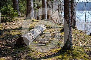 forest lake surrounded by tree trunks and branches with no leaves