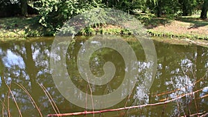 Forest lake among the thickets. Beautiful water panorama