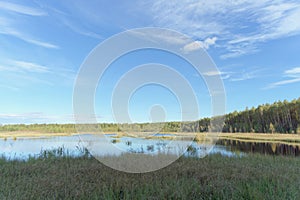 Forest lake among the trees. Around the coast overgrown with trees. In the foreground overgrown sedge grass.