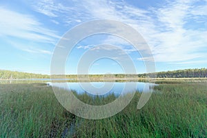 Forest lake among the trees. Around the coast overgrown with trees. In the foreground overgrown sedge grass.