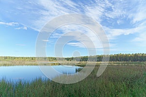 Forest lake among the trees. Around the coast overgrown with trees. In the foreground overgrown sedge grass.