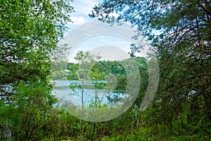 A forest lake under a blue cloudy sky