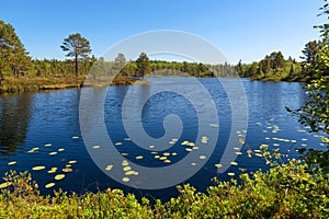 Forest lake and vegetation on Anzersky Island