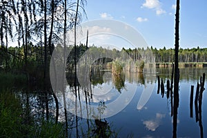 Forest lake in which the blue sky is reflected with white clouds