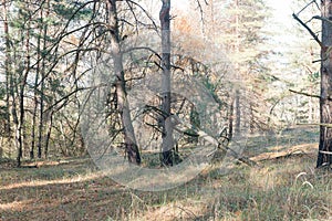 Forest landscape. Autumn coniferous forest