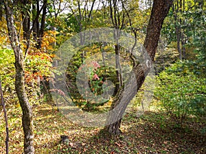 Forest landscape, autumn leaves in autumn coloring