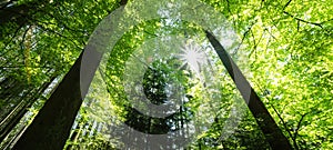 Forest landscape background banner panorama - Beech Trees Forest in spring, from below, with fresh green leaves and sunbeams