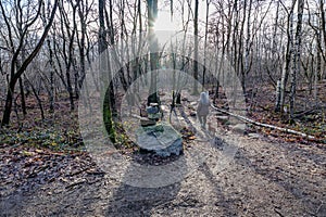 Forest landscape bare trees with sun rays between branches, rear view of mature woman walking with her dog