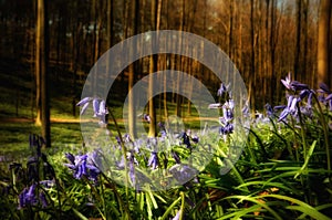 Forest landscape with beautiful bluebells in spring time