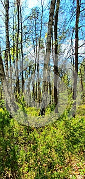 forest landscape birch grove in spring