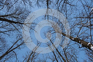 Forest landscape with branches of trees, winter blue sky, natural background