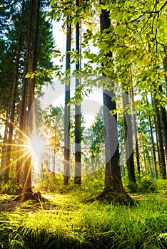 Forest landscape with bright sun