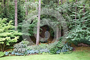 A forest landscape with century-old pine trees in the Butchart Garden on Vancouver Island, British Columbia, Canada