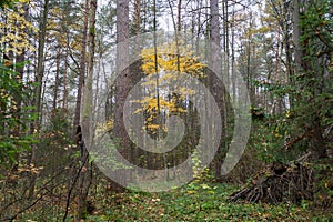 Forest landscape in cloudy and rainy autumn day