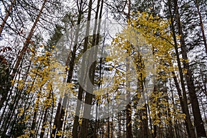 Forest landscape in cloudy and rainy autumn day